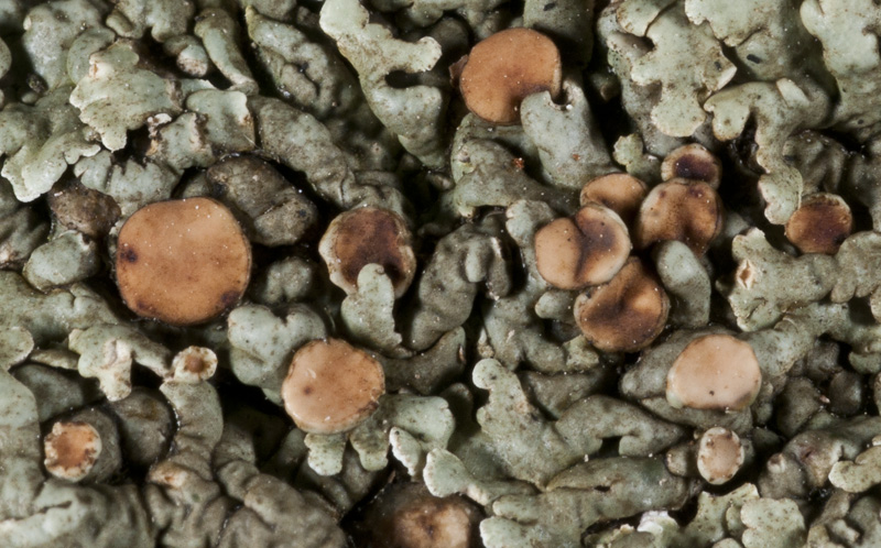 Squamarina cartilaginea?